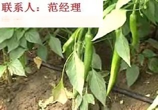 草莓-滴灌管材價(jià)格-滴灌帶廠家-滴灌管直銷(xiāo)