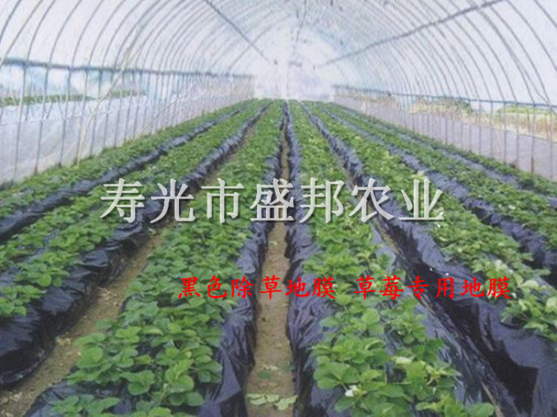供應農用除草黑地膜 黑/白/銀灰地膜 草莓  地膜