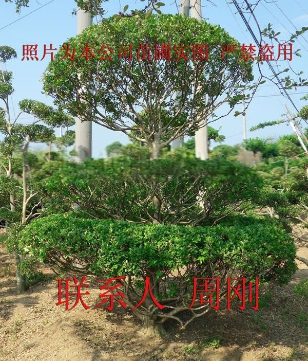 造型黃楊樹、小葉黃楊樹、瓜子黃楊樹、蘇州別墅苗木批發
