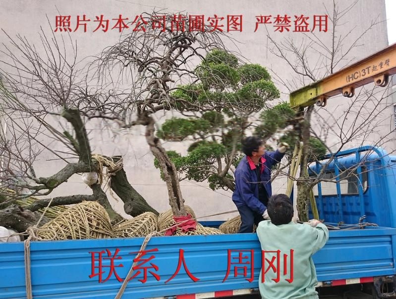 蘇州綠化苗木、蘇州苗木市場、蘇州花木公司、光福苗圃、別墅庭院苗木批發
