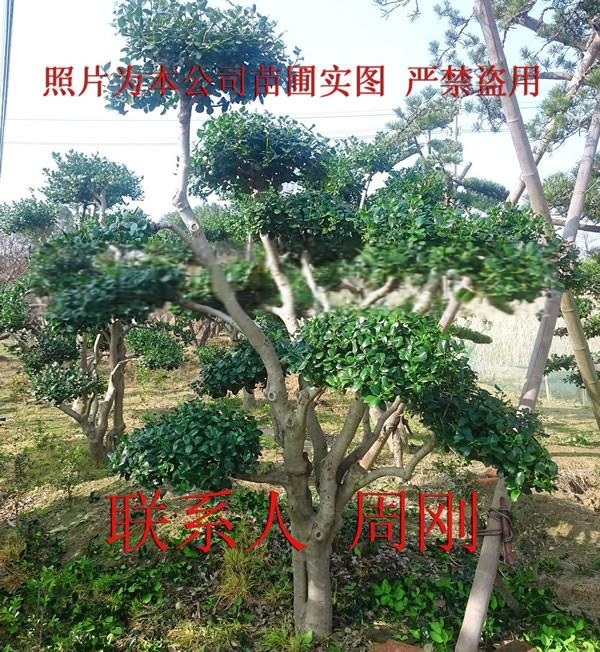 造型鴻運果、造型枸骨、無刺枸骨、庭院景觀樹木、蘇州別墅綠化苗木