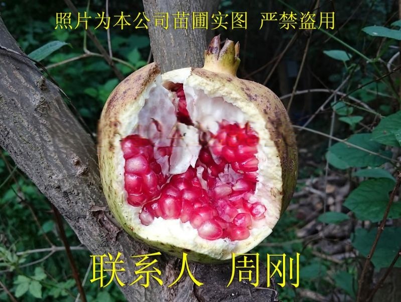 蘇州石榴樹、水晶石榴、紅石榴、果石榴樹、蘇州綠化苗木