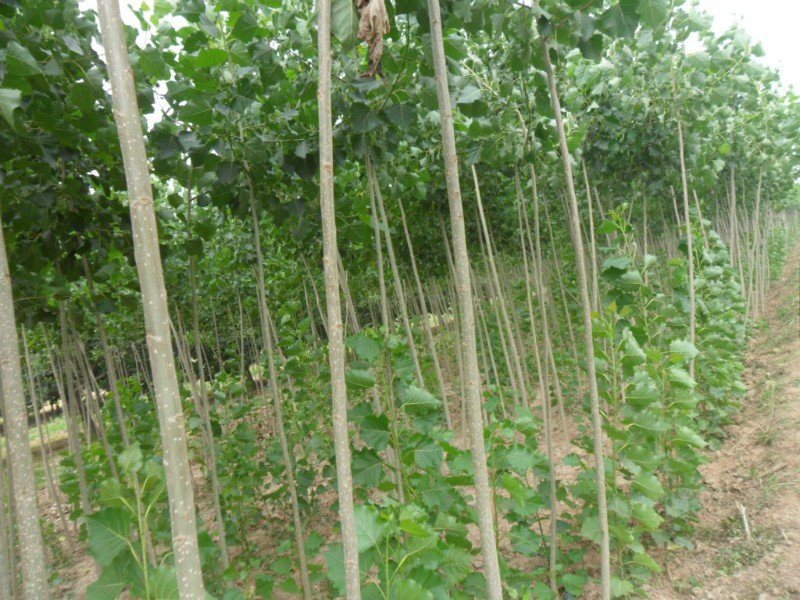 3-5公分速生楊樹(shù)苗，4公分速生楊樹(shù)苗價(jià)格