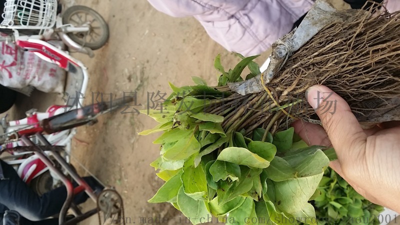 供應(yīng)白玉蘭芽苗山玉蘭小種苗