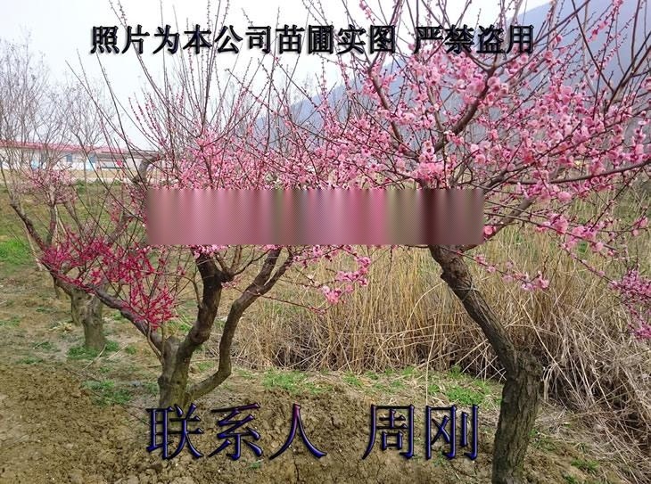 蘇州梅花樹種植基地、光福香雪海梅花、別墅綠化苗木、梅花樹苗圃、大型梅園基地