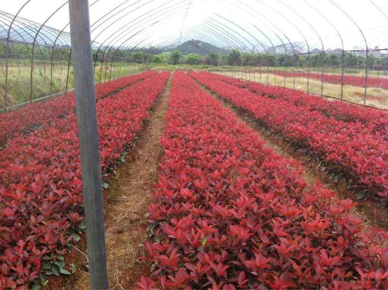 安徽肥西色塊小苗紅葉石楠，紅花繼木，海桐，金森女貞小苗價(jià)格圖片