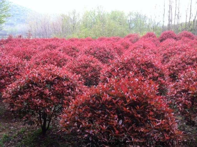 安徽紅葉石楠球價(jià)格|合肥紅葉石楠球批發(fā)|肥西紅葉石楠種植基地