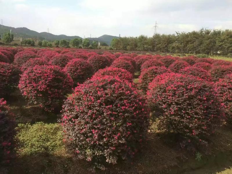 安徽合肥哪里紅花繼木球價(jià)格便宜質(zhì)量好？  肥西長(zhǎng)綠苗圃供應(yīng)商