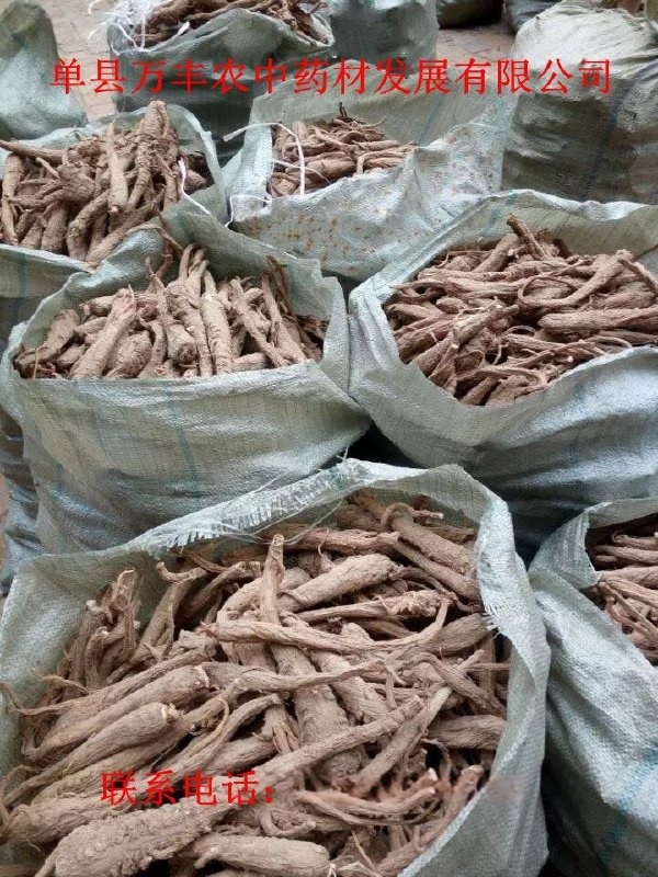 白芷種子量大從優質量保證