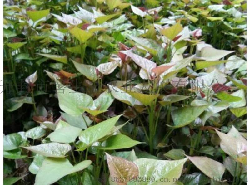 大量供應(yīng)脫毒紅薯苗-高淀粉紅薯苗優(yōu)質(zhì)高產(chǎn)