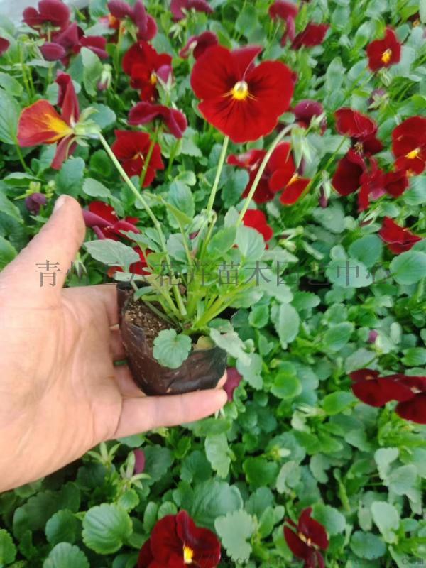 冬季耐寒草花三色堇，三色堇批發，河北冬季草花三色堇