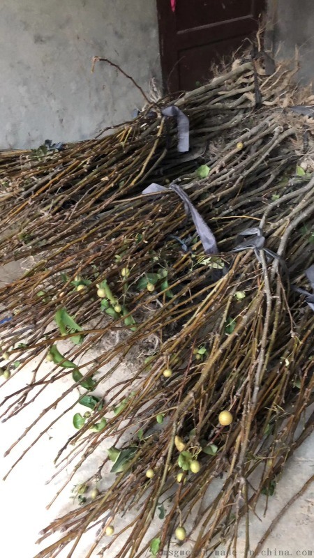 供應結果占地青花梨苗，大中小規格數量20萬株