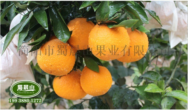 愛媛38號(hào)嫁接苗，四川愛媛38號(hào)柑橘苗品種