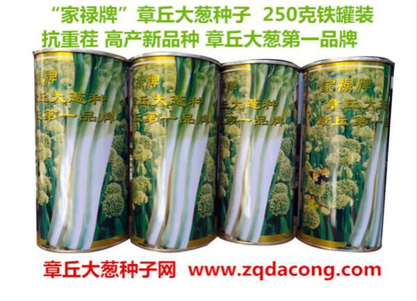 家祿牌章丘大蔥種子 高產(chǎn)新品種家祿三號山東大蔥種子
