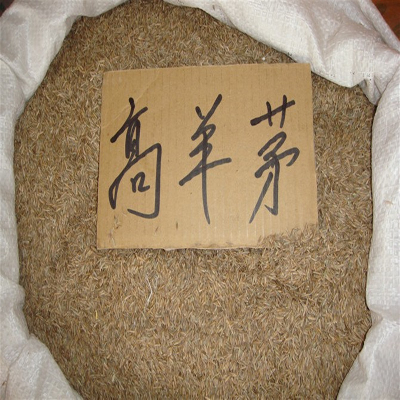 高羊茅種子四季青草坪種子 冷季草坪種籽 護坡種子